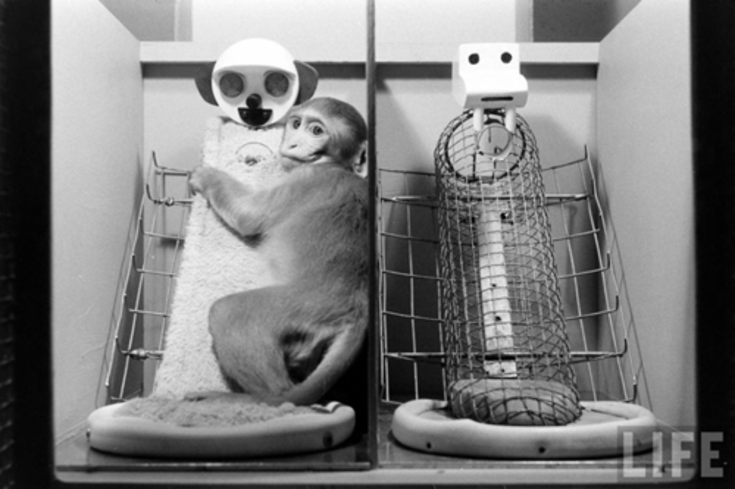 <p>what did Harry Harlow's monkey experiment find?</p>