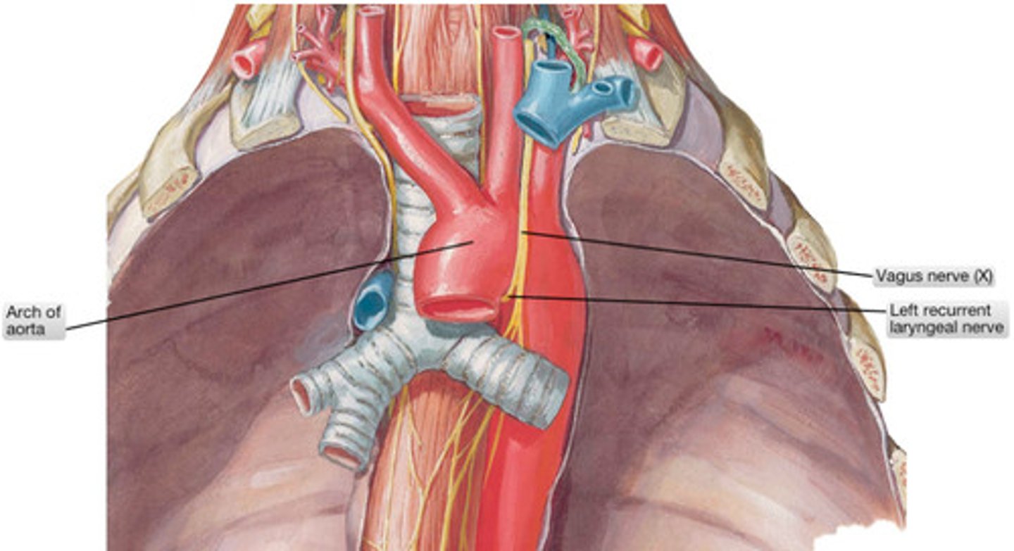 <p>the trachea, aorta, and vagus nerves.</p>