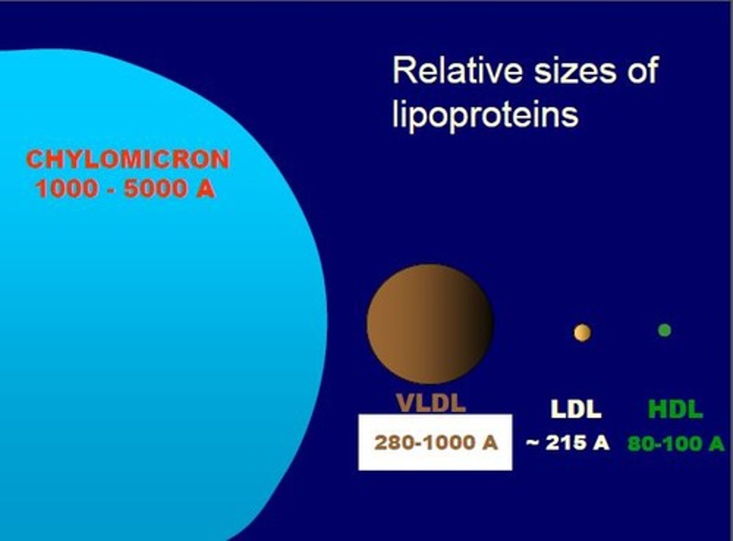 <p>chylomicrons- largest by far (1000-5000), lowest density--highest proportion of lipids and least proportion of proteins) <br>-VLDL <br>-LDL <br>-HDL</p>