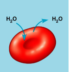 <p>animal cells in an isotonic solution, examples</p>