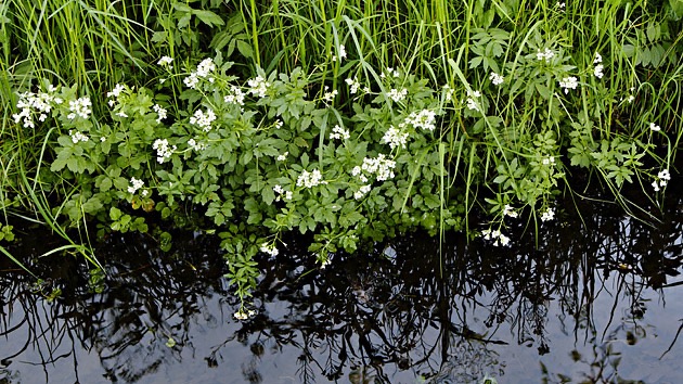 <p>Nasturtium officinale - <strong>Brassicaceae</strong></p>
