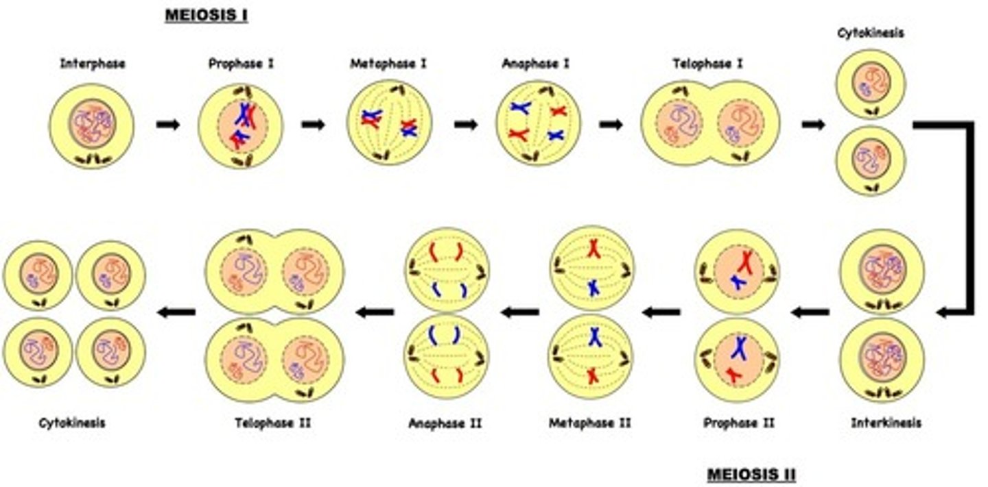 <p>Prophase 1, Metaphase 1, Anaphase 1, Telophase 1, Prophase 2, Metaphase 2, Anaphase 2, Telophase 2</p>