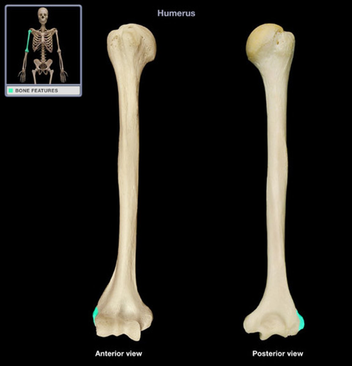 <p>located on the distal end of the humerus superior to the capitulum</p>