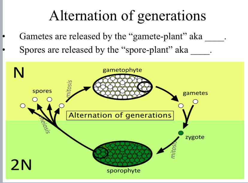 <p>Practice Question (Plant Life Cycle)</p><ul><li><p>Gametes are released by the “gamete-plant” aka ____</p></li><li><p>Spores are released by the “spore-plant” aka ____.</p></li></ul>