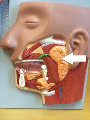 <p>largest of the salivary glands; produces enzymes but not mucus</p>