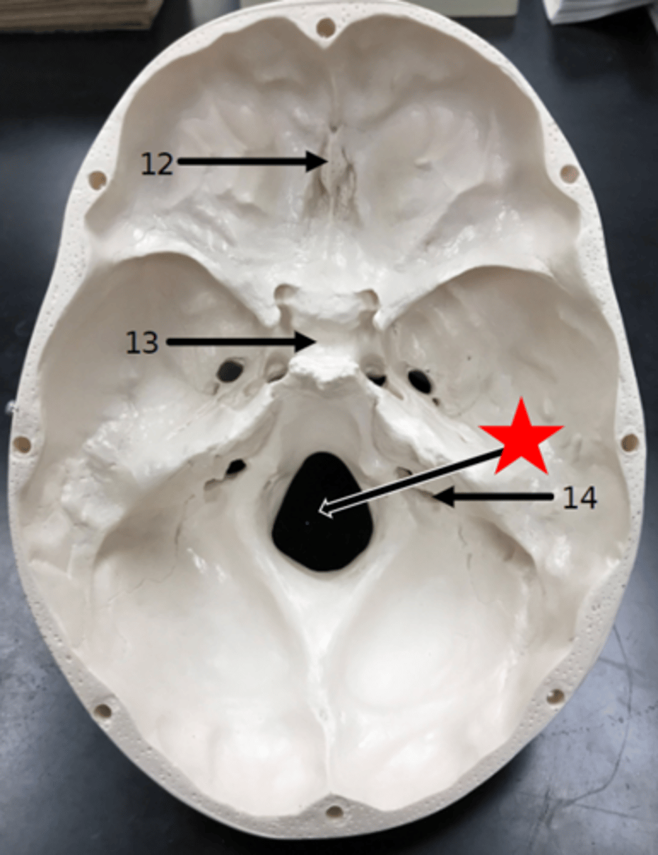 <p>Name the starred region in the image.</p>