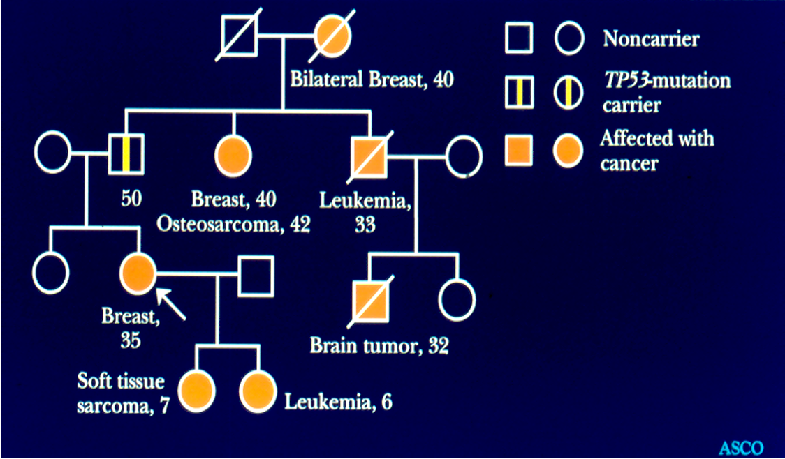 <p>A hereditary condition caused by mutations in the TP53 gene, leading to a significantly increased risk of developing multiple types of cancer at a young age. </p>