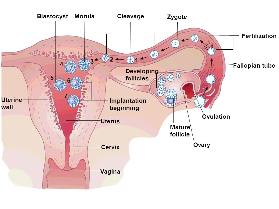 <p>fallopian tube </p>
