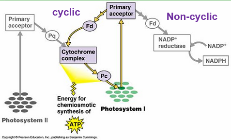 <ul><li><p><span>Non-cyclic is the ATP generated from the electrons going straight through the path from water to NADPH.</span></p></li><li><p><span>Cyclic is the ATP created from the electrons being passed from Fd (Ferredoxin) back thru the e.t.c. a 2<sup>nd</sup> time to make more ATP.</span></p></li><li><p><span>Once the electrons are on Fd it can either pass them&nbsp; on to NADP+ or back to the e.t.c.&nbsp; Different enzymes transfer the e- each way and which way each goes is dependent on which enzyme grabs the e- first.&nbsp; Therefore it is concentration dependent&nbsp;</span></p></li></ul><p></p>