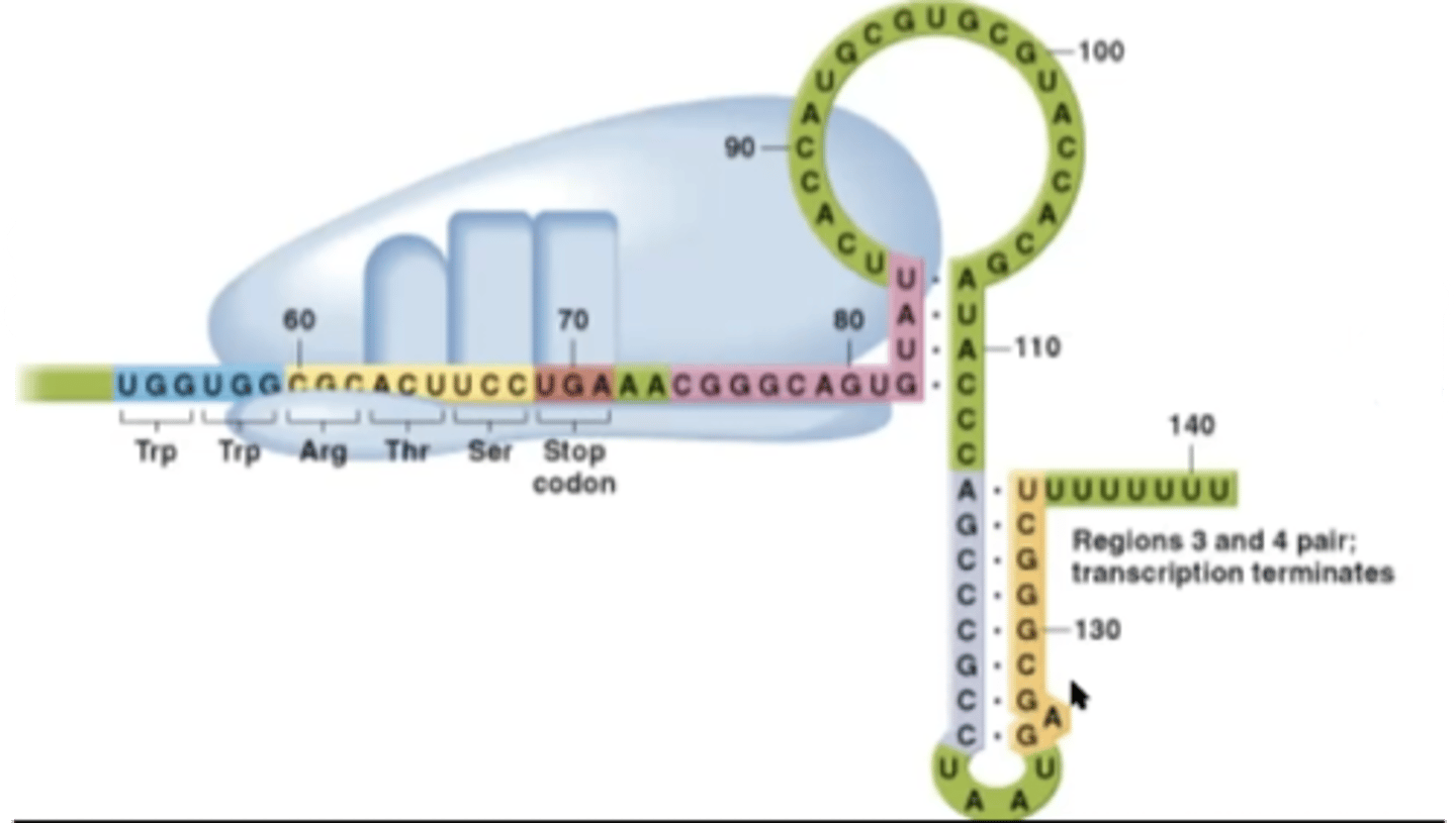 <p>-leader peptide will be sysnthesized quickly</p><p>-ribosome will block segment 2 from binding to segment 3</p><p>-segment 3 will then pair up with segment 4</p>