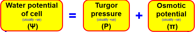<ul><li><p>the combined effect of osmotic potential pulling water <mark data-color="red" style="background-color: red; color: inherit">INTO </mark>the cell and turgor pressure forcing <mark data-color="red" style="background-color: red; color: inherit">OUT</mark></p></li></ul><p></p><ul><li><p>when <mark data-color="red" style="background-color: red; color: inherit">turgor pressure</mark> and <mark data-color="red" style="background-color: red; color: inherit">osmotic potential</mark> are equal, the cell is at <mark data-color="red" style="background-color: red; color: inherit">full turgor</mark> and the water potential of the cell is <mark data-color="red" style="background-color: red; color: inherit">0</mark></p></li></ul><p></p><ul><li><p>if water potential is different between two regions that are separated by a <mark data-color="red" style="background-color: red; color: inherit">partially permeable membrane</mark>, then water will move from the area of <mark data-color="red" style="background-color: red; color: inherit">higher water potential</mark> to the area of <mark data-color="red" style="background-color: red; color: inherit">lower water potential</mark></p></li></ul><p></p>