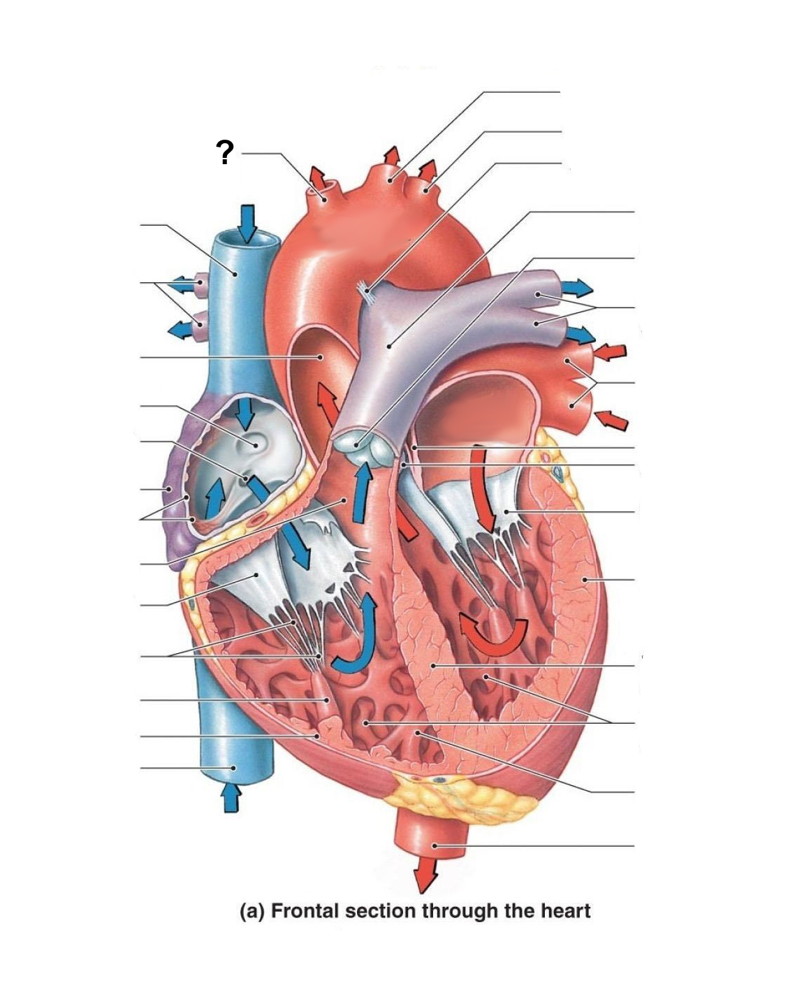 <p>Identify the labeled structure</p>