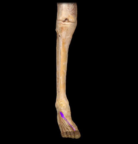 extension of great toe
