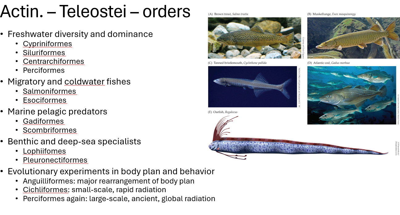 <p><strong><span>Freshwater diversity and dominance</span></strong></p><p><span>•Cypriniformes</span></p><p><span>•Siluriformes</span></p><p><span>•Centrarchiformes</span></p><p><span>•Perciformes</span></p><p><strong><span>Migratory and coldwater fishes</span></strong></p><p><span>•Salmoniformes</span></p><p><span>•Esociformes</span></p><p><strong><span>Marine pelagic predators</span></strong></p><p><span>•Gadiformes</span></p><p><span>•Scombriformes</span></p><p><strong><span>Benthic and deep-sea specialists</span></strong></p><p><span>•Lophiifomes</span></p><p><span>•Pleuronectiformes</span></p><p><strong><span>Evolutionary experiments in body plan and behavior</span></strong></p><p><span>•Anguilliformes: major rearrangement of body plan</span></p><p><span>•Cichliformes: small-scale, rapid radiation</span></p><p><span>•Perciformes again: large-scale, ancient, global radiation</span></p>