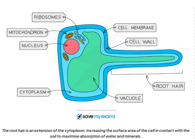 <p>- Found at root tips.</p><p>- <strong>Function</strong>: Absorb water &amp; minerals.</p><p>- <strong>Adaptations</strong>:</p><p>- Long extensions (“root hairs”) → ↑ surface area.</p><p>- Thin cell wall → easy water entry an shorter diffusion distance</p><p>- Close contact with soil.</p><p>-permanent values with cell sap more concentrated than soil water maintains water potential gradient</p><p>-many mitochondria- active transport</p><p></p>