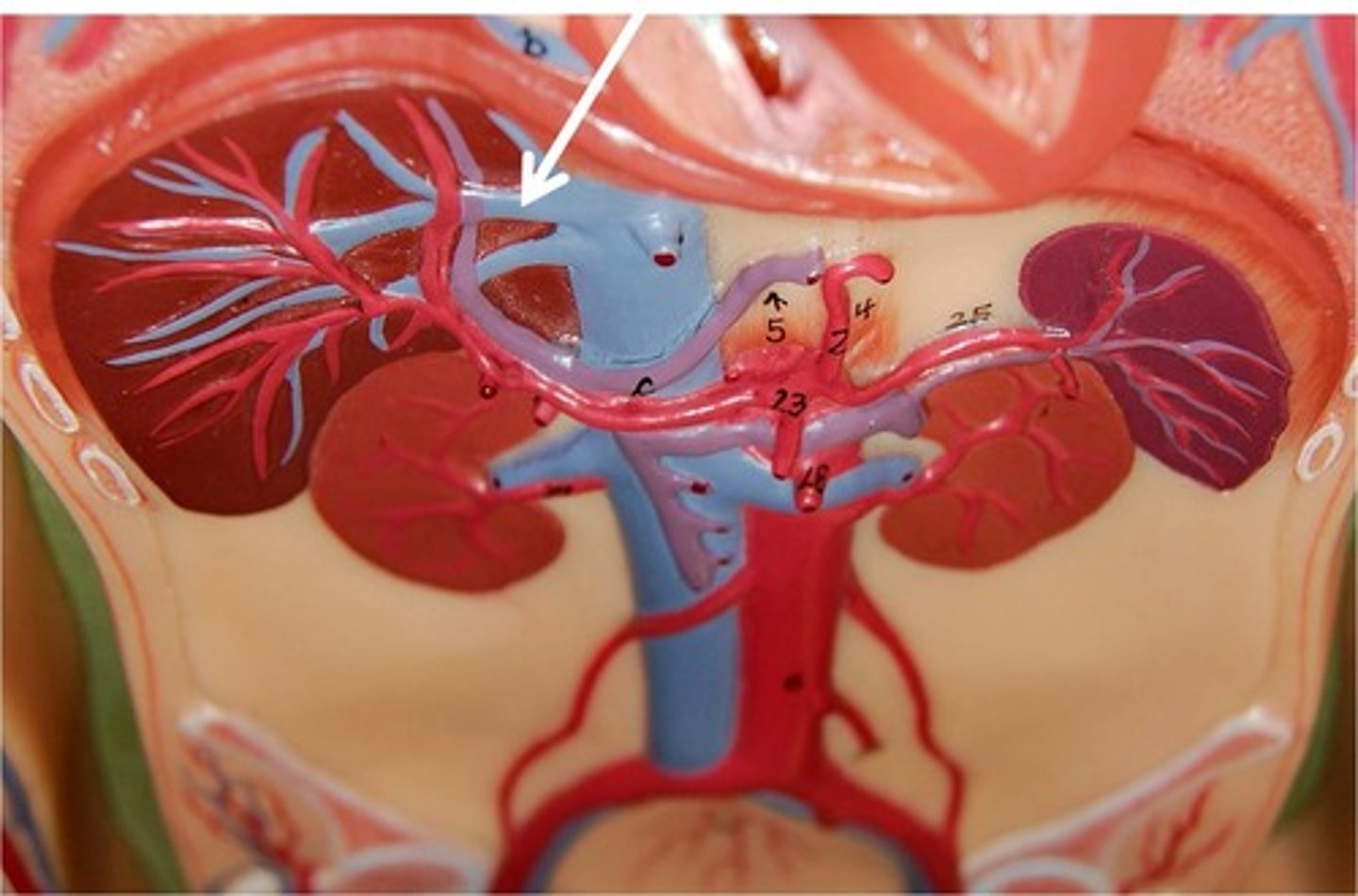 <p>the whole vein, drains the arrow</p>