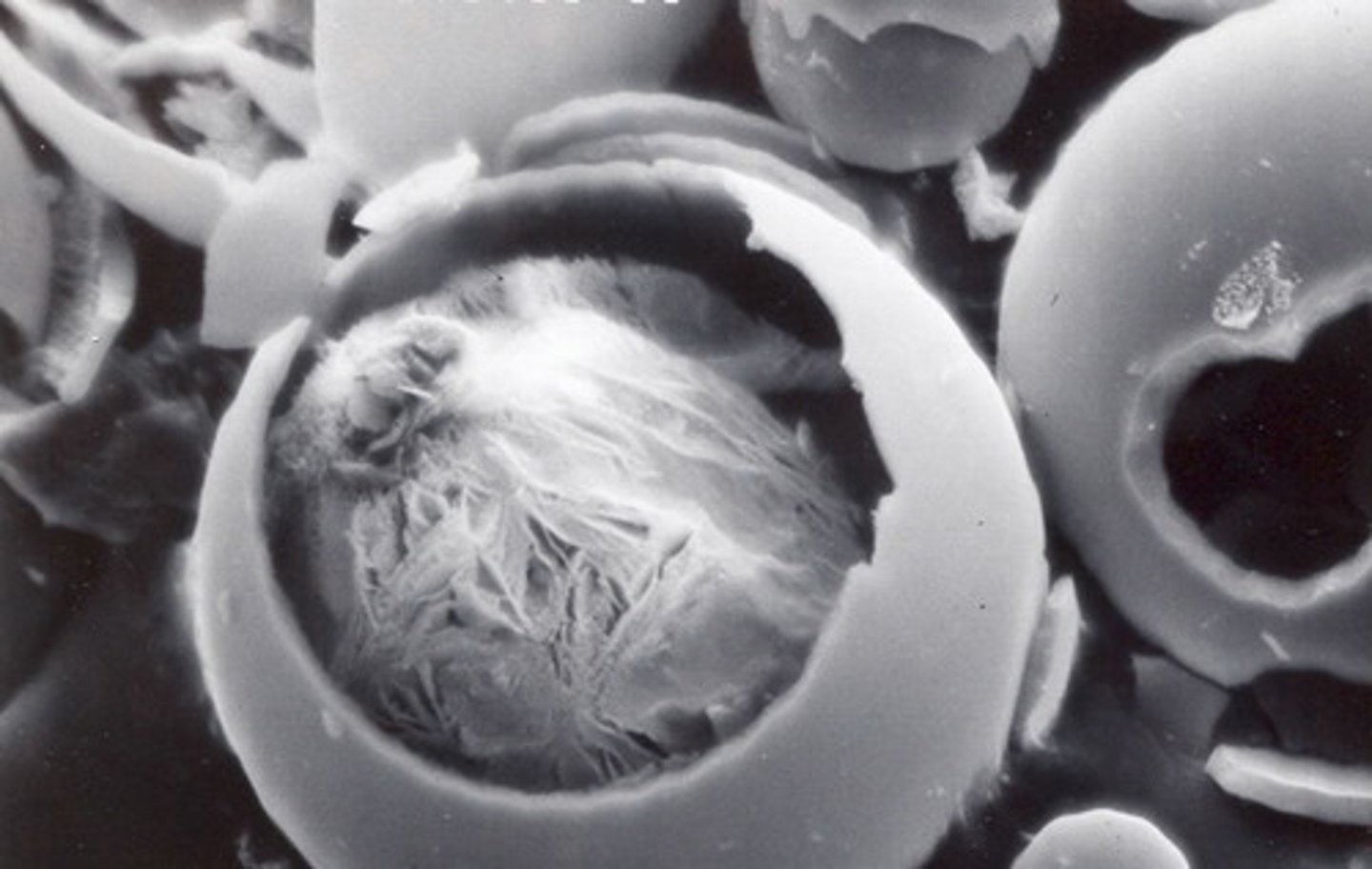 <p>proteinoids</p>