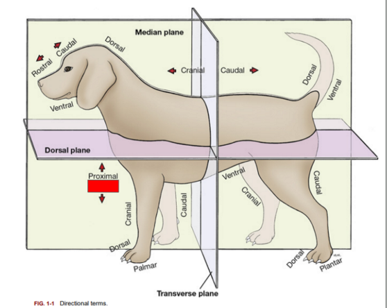<p>What is the directional term blocked out in red? </p>