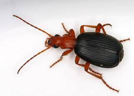 <p>Releases a hot, chemical spray from its abdomen to deter predators.</p><ul><li><p>Hydrogen peroxide + Hydroquinone<br>chemical gas weapon</p></li></ul><p></p>