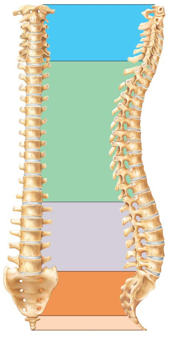 <p>The vertebrae in the blue region are the ____ vertebrae.</p><p></p><p>A. cervical</p><p>B. lumbar</p><p>C. thoracic</p><p>D. coccygeal</p>