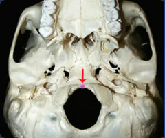 <p>Midline point on the anterior margin of the foramen magnum</p>