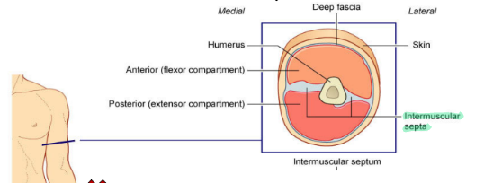 <p>The humerus and intermuscular septa.</p>