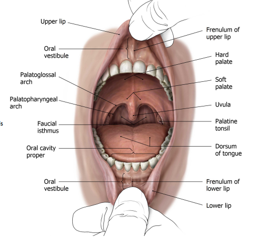 knowt flashcard image