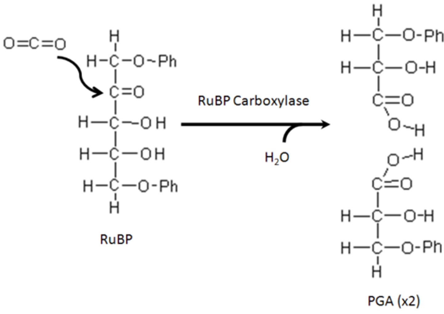 <p>(RuBP) A 5 carbon sugar found in the Calvin Cycle</p>