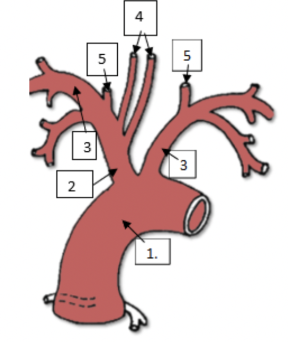 <p><span>The image below is the aortic arch of a canine. Please match the names of each structure with the corresponding number.&nbsp;</span></p>