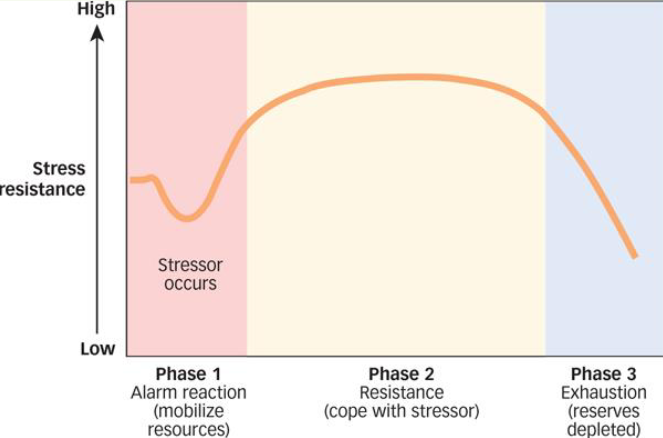<p>Three stage physiological stress response that appears regardless of the stressor that is encountered</p><p>Phase 1: Alarm reaction (mobilize resources)</p><p>Phase 2: Resistance (cope with stressor)</p><p>Phase 3: Exhaustion (reserves depleted)</p>