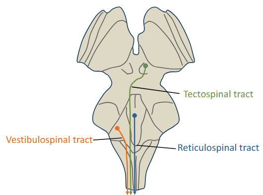<p>Medial brainstem pathways innervate axial muscles that control posture and balance. These fibers travel down the ventral spinal cord white matter and terminate in ventromedial regions of the cord gray matter</p><ul><li><p>Without them, you would just tip over</p></li></ul><p></p>