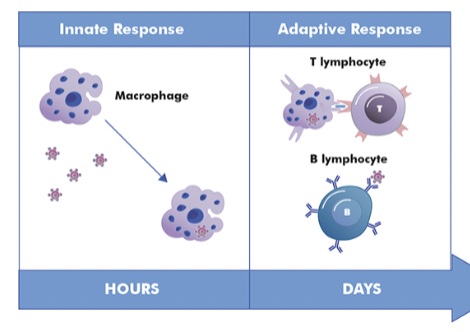 <p>Adaptive immunity relies on the activity of… </p><p></p>