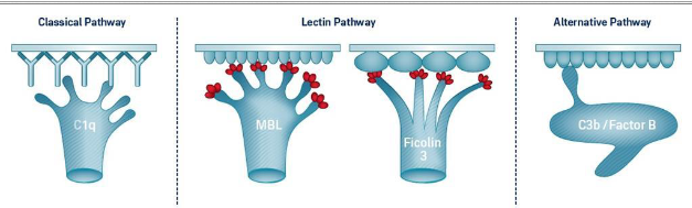 <p>all three lead to formation of membrane attack complex (MAC)</p><ul><li><p><span>Classical – presence of antigen-antibody complex activate complement</span></p></li><li><p><span>Alternative – activated by high molecular weight molecules with repeating units on the surfaces of target cells</span></p></li><li><p><span>Lectin – activated by the attachment of plasma mannose-binding lectin (MBL) to microbes</span></p></li></ul><p>**regulated by C1 inhibitor that inhibits formation of C3 convertase</p>