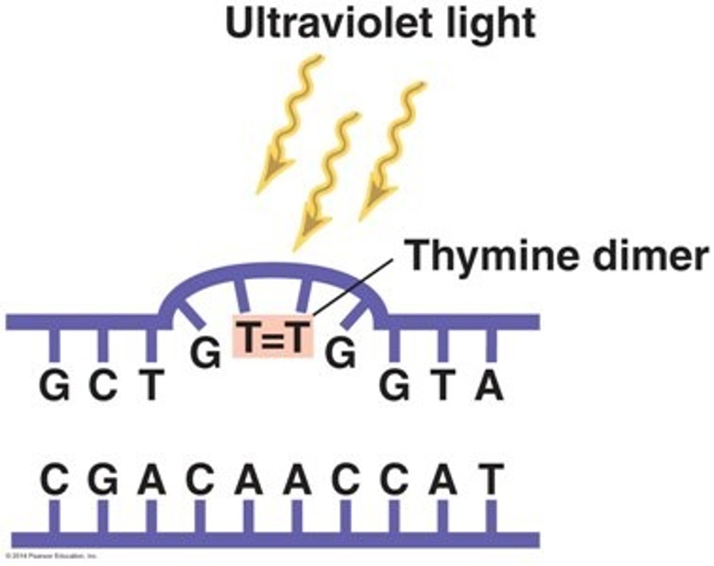 <p>(D) Ultraviolet Light</p><p>You can conclude that the DNA has been exposed to UV rays because UV rays cause the formation of pyrimidine dimers.</p>