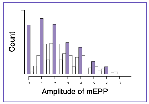 <p>Neurotransmitters released in discrete packets of uniform size → predicted synaptic vesicles</p><p>Confirmed by electron microscopy</p><ol><li><p>mEPPs occurred spontaneously&nbsp;</p></li><li><p>mEPPs got larger after neostigmine treatment (suggesting they are triggered by ACh)</p></li><li><p>Katz reduced extracellular Ca++ → EPPs became very small</p></li><li><p>Discrete amplitudes, multiples of the smallest spontaneous mEPP</p></li></ol><p></p>