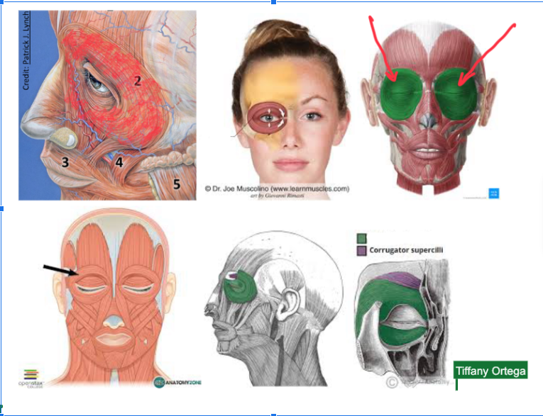 <p>Function: RESPONSIBLE FOR <strong>CLOSING EYELIDS</strong></p><p>Plays role in facial expressions (especially squinting or smiling)</p><p>**This ORBITS the EYES </p><p></p>