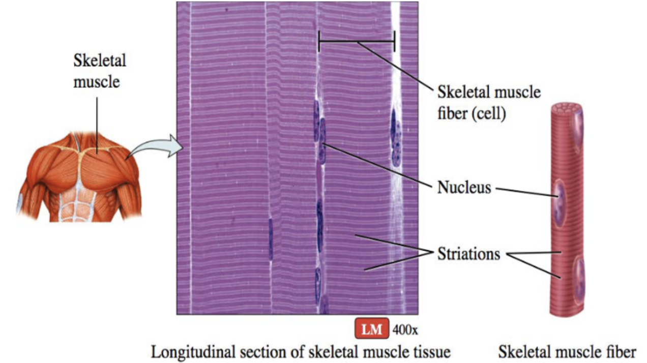 <p>long and cylindrical cells, striated fibers, vary in length (3-40cm), multinucleated</p>