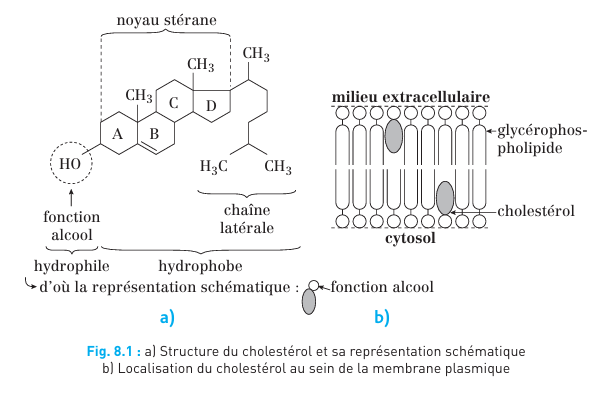 <p>Le cholestérol stabilise la membrane, la rigidifie et diminue sa fluidité.</p><p>Le cholestérol évite également la lyse des cellules et des membranes en cas de température très élevée ou très basse, provoquant un mouvement et une fluidité désordonnés.</p><p>Il n’y a pas de cholestérol dans la membrane plasmique des procaryotes, par contre il est présent dans celle des eucaryotes .</p><p>Le cholestérol régule la fl uidité membranaire : il rigidifi e la membrane à haute température et la fl uidifi e à basse température.</p>