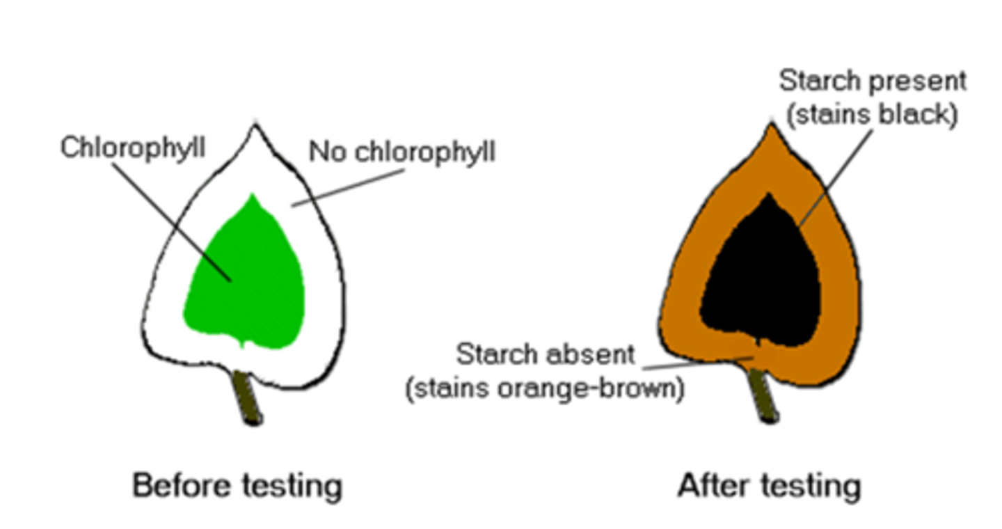 <p>Leaves that are variegated have patches absent of chlorophyll, these regions will not cause iodine to change colour as photosynthesis cannot occur here</p>