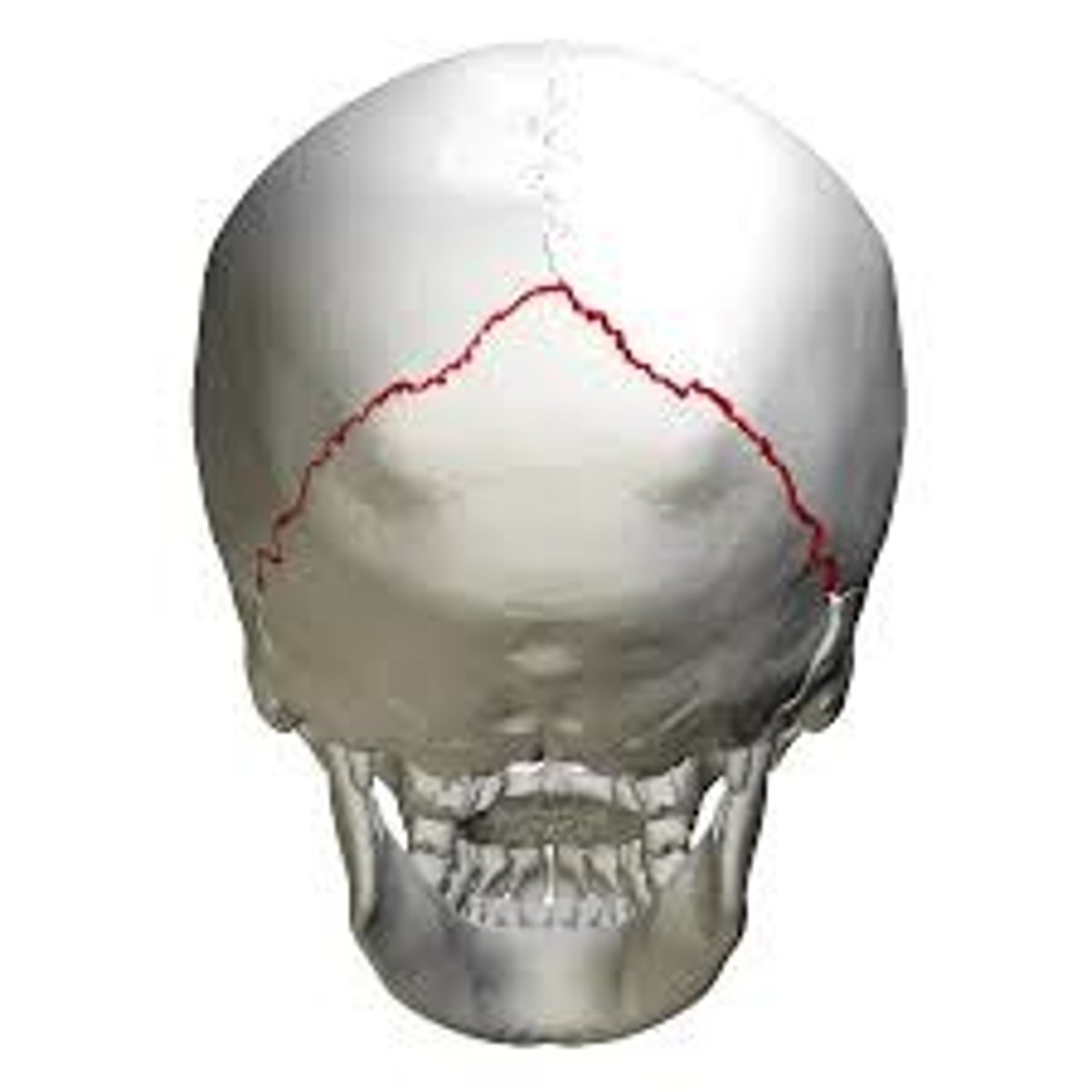 <p>Name the suture.<br><br>This suture connects?</p>