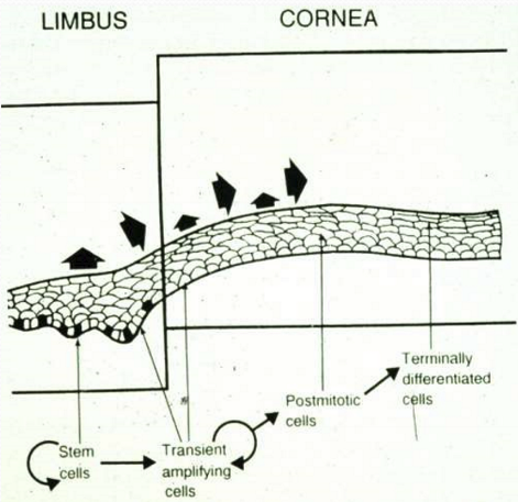 <ul><li><p>Low mitotic activity</p></li><li><p>Multipotent </p></li><li><p>Non-differentiated when in limbal epithelium </p><ul><li><p>cornea-specific keratins absent </p></li></ul></li><li><p>Long life span</p></li><li><p>Unlimited potential for cell division </p></li></ul><p></p>