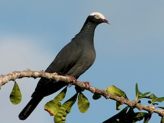 <p>White-crowned Pigeon</p>