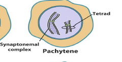 <p>Complete formation of synaptonemal complex and crossing-over begins (pachy- &quot;thick&quot;) (3)</p>