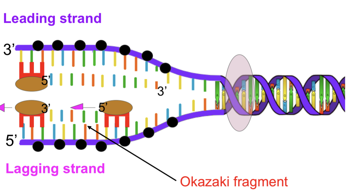 Okazaki fragments
