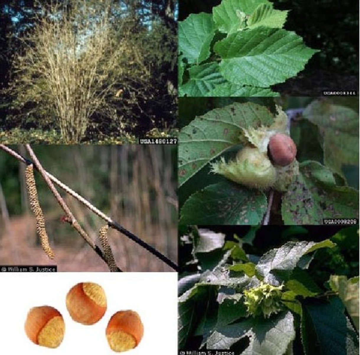 <p>Betulaceae Corylus americana</p>