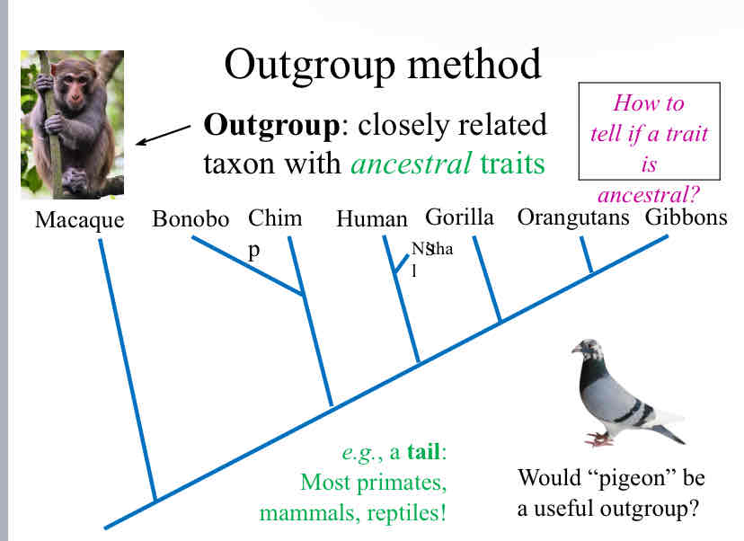 <p>Outgroup</p>