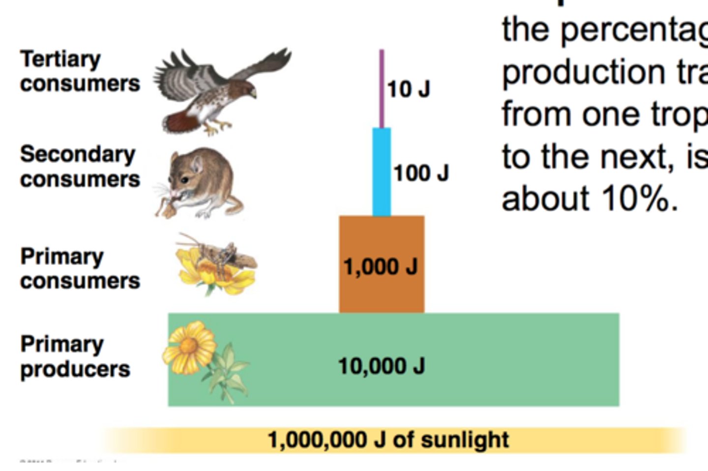 <p>The proportion of consumed energy that can be passed from one trophic level to another</p>