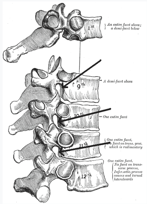 <p>Small openings formed on the lateral side of the vertebral column, formed between 2 vertebra that are stacked on top of each other. Also permits spinal nerve to pass.</p>