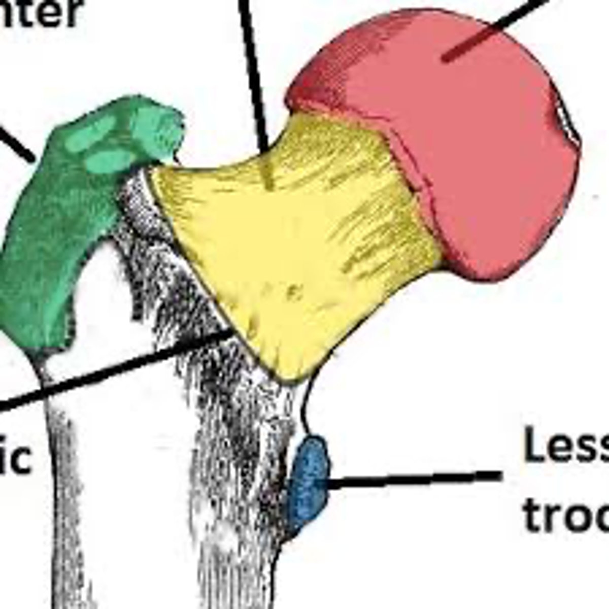 <p>what part of the femur is highlighted in yellow?</p>