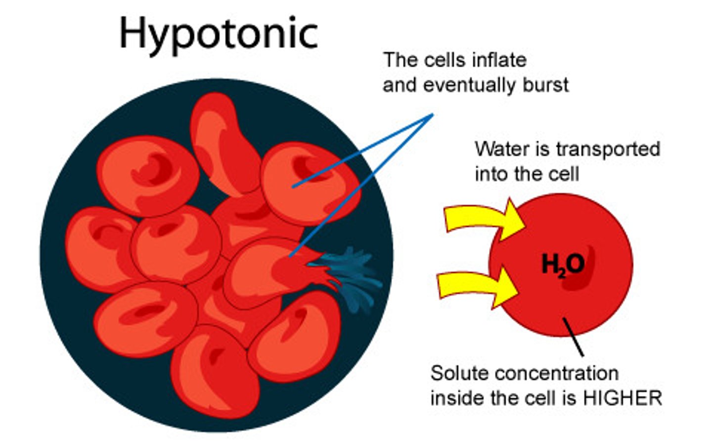 <p>Cell is in a solution that is less concentrated than it self. <br>H2O rushes into the cell to neutralize it, cell might burst process called cytolysis OR swell</p>